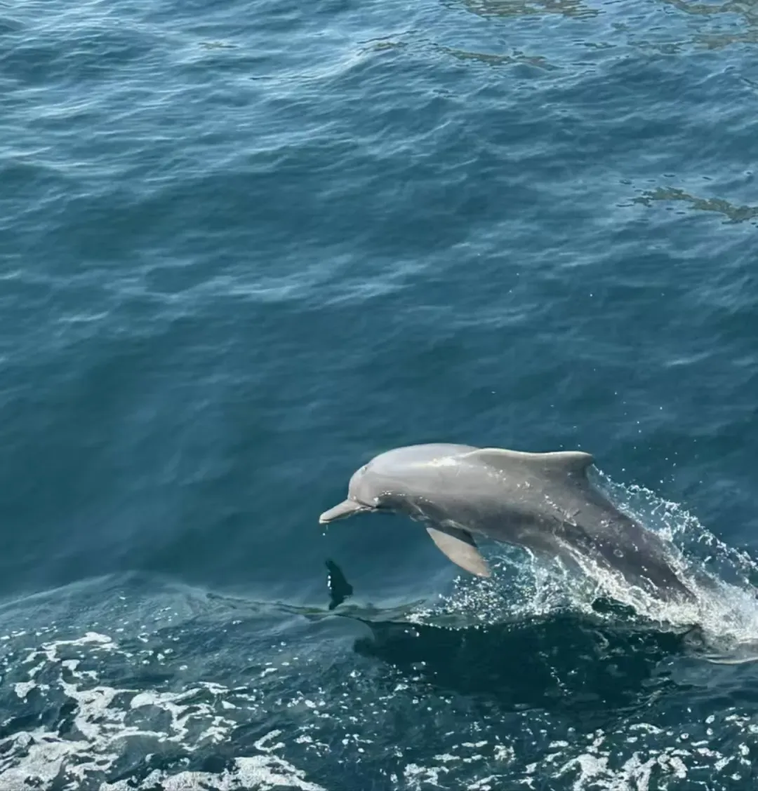 Dolphin Watching Tour from Dubai to Oman with Private Transfer