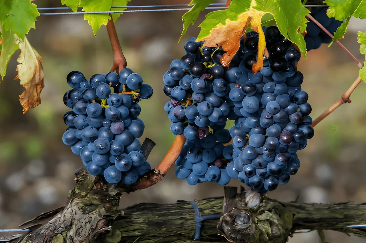 From Roma: Montepulciano and Montalcino, on the Wine Routes